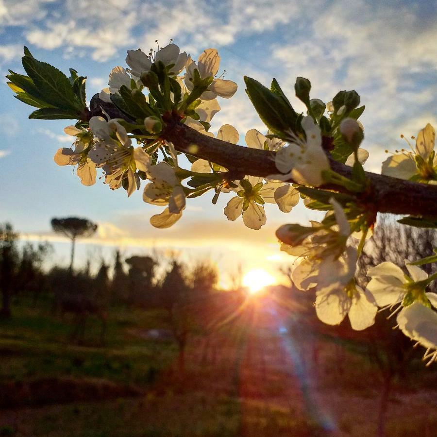 Podere La Vigna Locazione Turistica Casa de hóspedes Orvieto Exterior foto